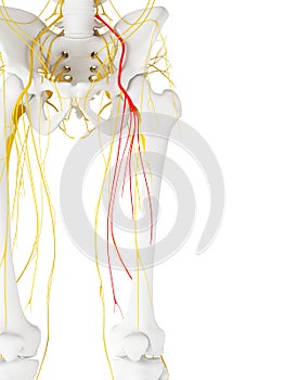 The femoral nerve