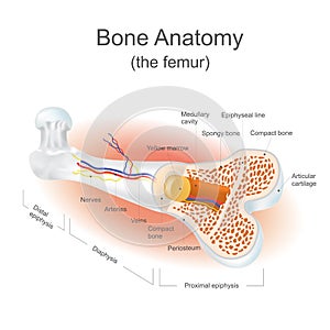 The femur.