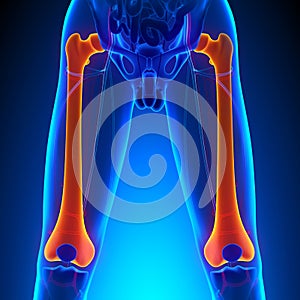 Femur Bone Anatomy with Circulatory System