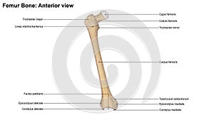 Femur bone Anterior view photo