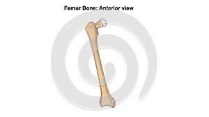 Femur Bone Anterior View