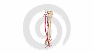 Femur Bone with arteries