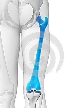 Femur bone