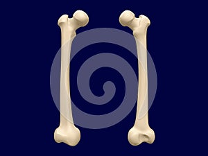 Femur bone