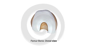 Femur bone Distal view photo