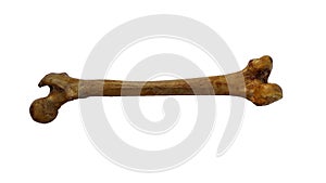 Femur bone of human on isolated white background, posterior view photo
