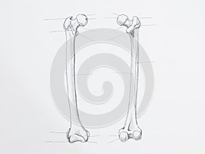 Femur bone pencil drawing