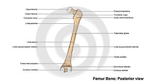 Femur bone Posterior view