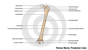 Femur bone Posterior view photo