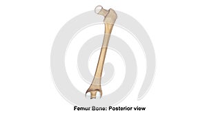 Femur bone Posterior view photo