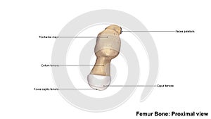 Femur bone Proximal view photo