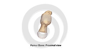 Femur bone Proximal view photo