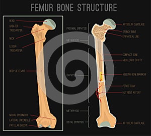 Femur Bone Structure