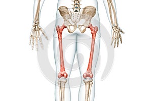 Femur bones rear view in red color with body 3D rendering illustration isolated on white with copy space. Human skeleton and leg