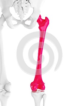 The femur photo