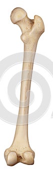 The femur