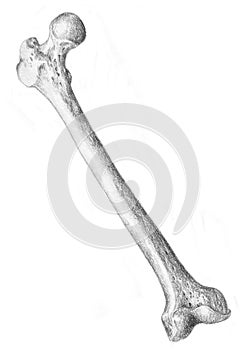 Femur - skeleton photo