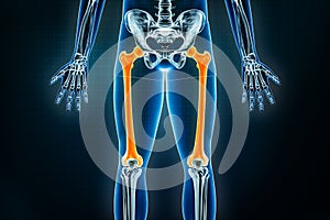 Femur or thigh bone x-ray front or anterior view. Osteology of the human skeleton, leg or lower limb bones 3D rendering