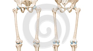 Femur or thighbone front and rear views 3D rendering illustration isolated on white with copy space. Human skeleton and leg photo