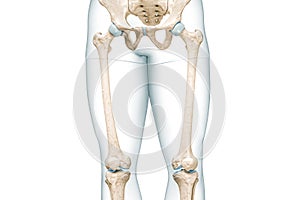 Femur or thighbone with thigh body contours front view 3D rendering illustration isolated on white with copy space. Human skeleton
