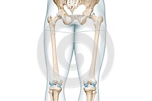 Femur or thighbone with thigh body contours rear view 3D rendering illustration isolated on white with copy space. Human skeleton