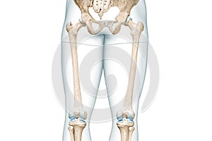 Femur or thighbone with thigh body contours rear view 3D rendering illustration isolated on white with copy space. Human skeleton photo