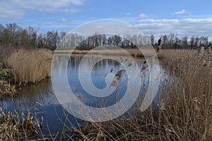 Fen near River Oude IJssel