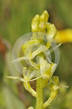 Fen Orchid