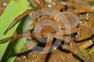 Fen raft spider Dolomedes plantarius male in a natural habitat