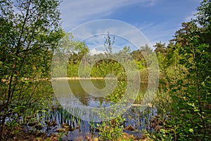 Fen surrounded by fresh green spring trees