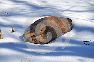 A fenakle mallard duck decoy in the snow. Texas