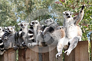 On The Fence