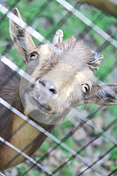 Through the Fence