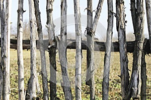 Fence background old wood sticks