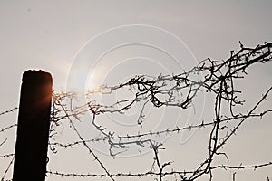 Fence with barb wire