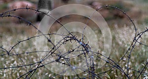 Fence with barbed wire on blurred background. Close-up