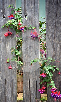 Fence and Blooming Fuchsia