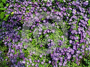 Fence braided by Clematis