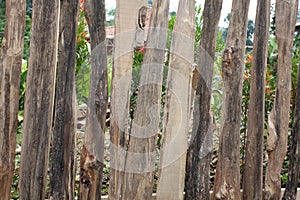 Fence built from wood. Close up of wooden fence. House fence made of wood