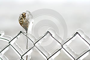 Fence Covered in Ice