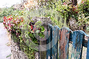 Fence with elderberry and the old gate