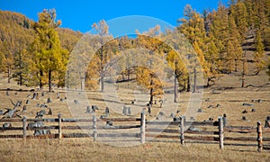 The fence enclosing livestock