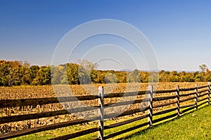 Fence and Fall Cornfield