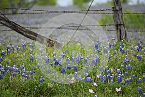 A fence and a field of Texas Blue Bonnets