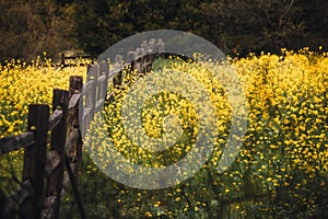 Fence in a field of wildflowers in Camarillo, California photo