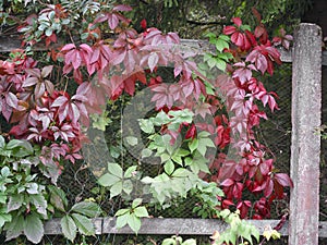 Fence and foliage