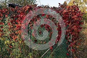 Fence garden covered with red flowers climbing plants