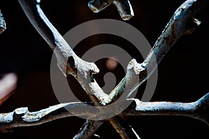 Fence in the garden of Santos in Penaguila photo