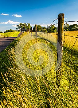 Fence and grasses along a road at Antietam National Battlefield, Maryland.