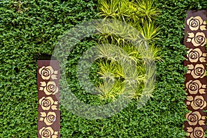 Fence of green bushes